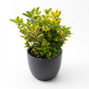 Euonymus japonicus 'Golden Variegated'