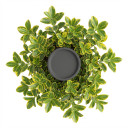 Euonymus japonicus 'Golden Variegated'