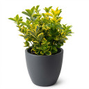 Euonymus japonicus 'Golden Variegated'