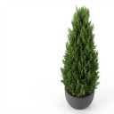 Cupressus macrocarpa 'Pyramidal form'