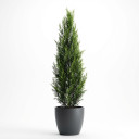 Cupressus macrocarpa 'Pyramidal form'