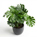 Heptapleurum arboricola 'Variegated'