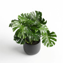 Heptapleurum arboricola 'Variegated'