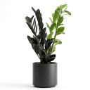 Zamioculcas zamiifolia 'Raven'