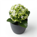 Kalanchoe blossfeldiana 'Double-flowered (Calandiva type)'