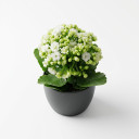 Kalanchoe blossfeldiana 'Double-flowered (Calandiva type)'