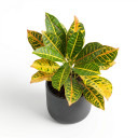 Codiaeum variegatum 'Aucubaefolius / Petra type (assorted)'