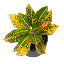 Codiaeum variegatum 'Aucubaefolius / Petra type (assorted)'