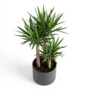 Yucca elephantipes 'Triple Cane'