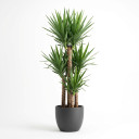 Yucca elephantipes 'Triple Cane'