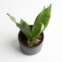 Dracaena trifasciata 'Dwarf'