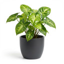 Syngonium podophyllum 'Variegated'