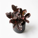 Ficus elastica 'Ruby'