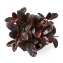 Ficus elastica 'Ruby'