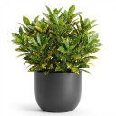 Codiaeum variegatum 'Aiston'