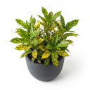 Codiaeum variegatum 'Aiston'