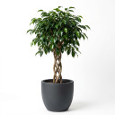 Ficus benjamina 'Round Topiary'