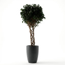 Ficus benjamina 'Round Topiary'