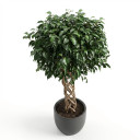 Ficus benjamina 'Round Topiary'