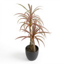Dracaena marginata 'Colorama'