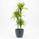 Dracaena reflexa 'Lemon Lime'