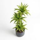 Dracaena reflexa 'Lemon Lime'