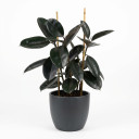 Ficus elastica 'Burgundy / Black Rubber Plant'