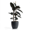 Ficus elastica 'Burgundy / Black Rubber Plant'