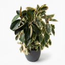 Ficus elastica 'Variegata'