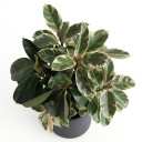 Ficus elastica 'Variegata'