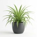 Peperomia clusiifolia 'Jelly'