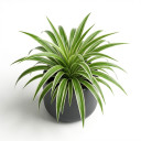 Peperomia clusiifolia 'Jelly'