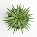 Peperomia clusiifolia 'Jelly'