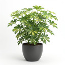 Schefflera arboricola 'Variegata'