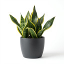 Dracaena trifasciata