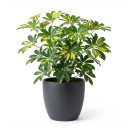 Heptapleurum arboricola