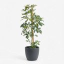 Heptapleurum arboricola