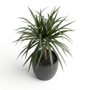 Dracaena marginata