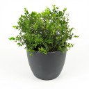 Buxus sempervirens
