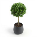Ficus microcarpa