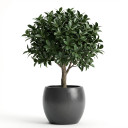 Ficus microcarpa