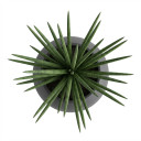 Dracaena trifasciata