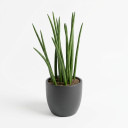 Dracaena trifasciata