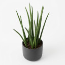 Dracaena trifasciata