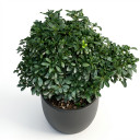 Heptapleurum arboricola