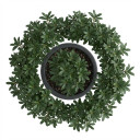 Heptapleurum arboricola