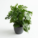 Dieffenbachia seguine