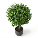 Ficus benjamina