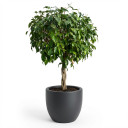 Ficus benjamina