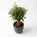 Ficus benjamina
